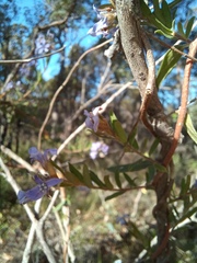 Billardiera variifolia