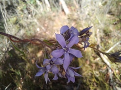 Billardiera variifolia