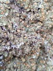 Squamarina cartilaginea