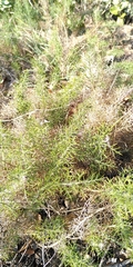Genista hispanica