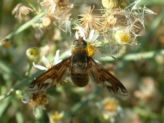 Poecilanthrax willistonii