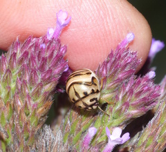 Sphaerocoris testudogrisea