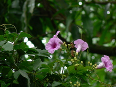 Ipomoea mauritiana
