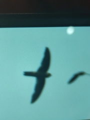 Aerodramus germani