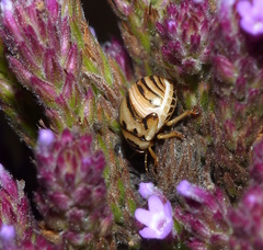 Sphaerocoris testudogrisea