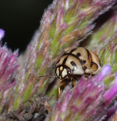 Sphaerocoris testudogrisea