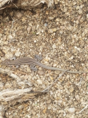 Aspidoscelis neomexicanus