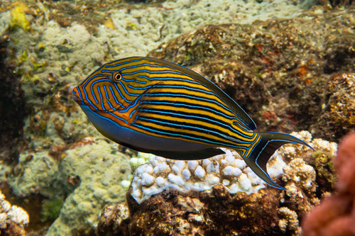 Striped Surgeonfish