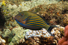 Striped Surgeonfish