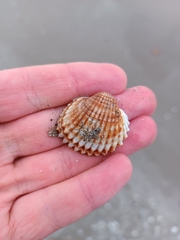 Acanthocardia echinata