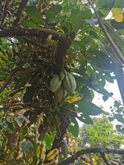 Theobroma cacao