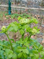 Smyrnium olusatrum