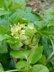Smyrnium olusatrum