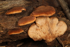 Lentinellus castoreus