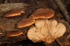 Lentinellus castoreus