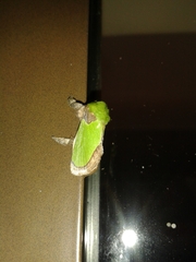 Latoia viridimixta