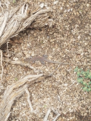 Aspidoscelis neomexicanus