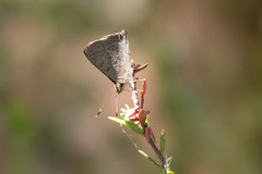 Paralucia pyrodiscus lucida