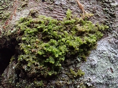 Ptilidium pulcherrimum