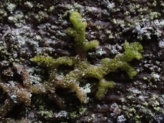 Ptilidium pulcherrimum