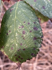 Phragmidium bulbosum