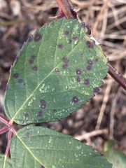 Phragmidium bulbosum
