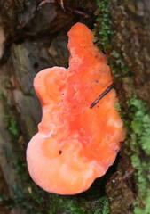 Aurantiporus