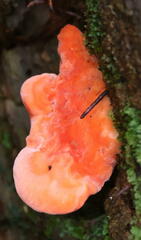 Aurantiporus