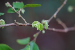 Loropetalum chinense