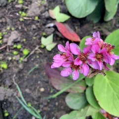 Bergenia crassifolia