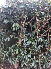 Prunus lusitanica