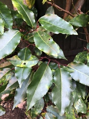 Prunus lusitanica