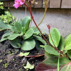 Bergenia crassifolia