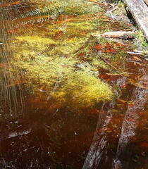 Hydrocharitaceae
