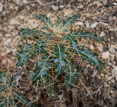Ptilostemon hispanicus