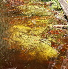 Hydrocharitaceae