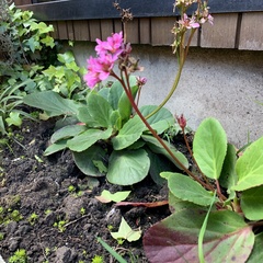 Bergenia crassifolia