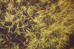 Hydrocharitaceae