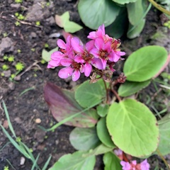 Bergenia crassifolia