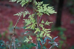 Lygodium japonicum