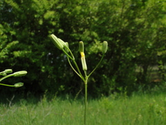 Crepis pulchra