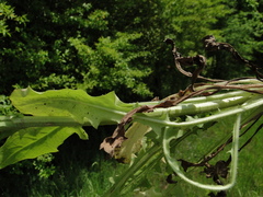 Crepis pulchra