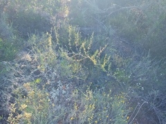 Asparagus burchellii