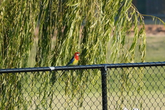 Platycercus eximius eximius