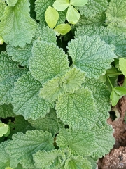 Marrubium