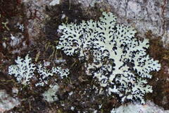 Hypotrachyna