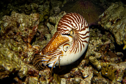 Nautilus macromphalus