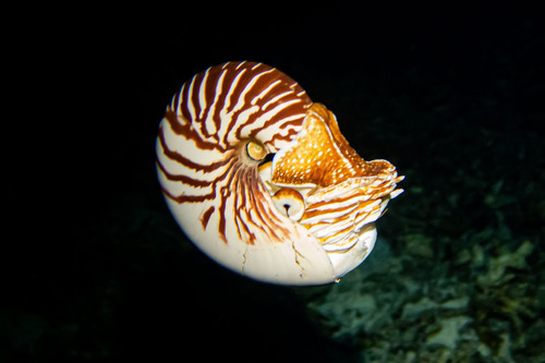 オオベソオウムガイ (Nautilus macromphalus) · iNaturalist