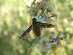 Poecilanthrax willistonii
