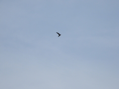 Aerodramus germani
